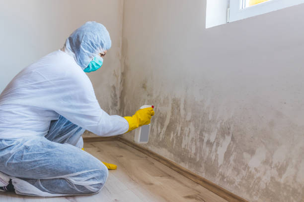 Licensed Attic Mold Remediation service in Saddle Brook, NJ - Car Mold Remediation