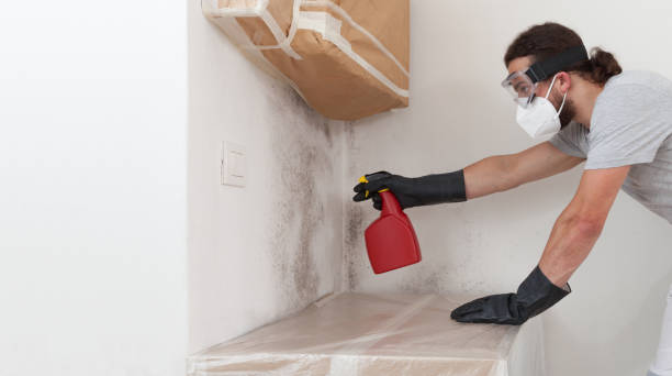 Professional Attic Mold Remediation technician working in Saddle Brook, NJ