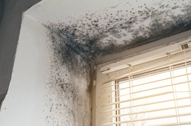 Affordable Attic Mold Remediation solutions in Saddle Brook, NJ